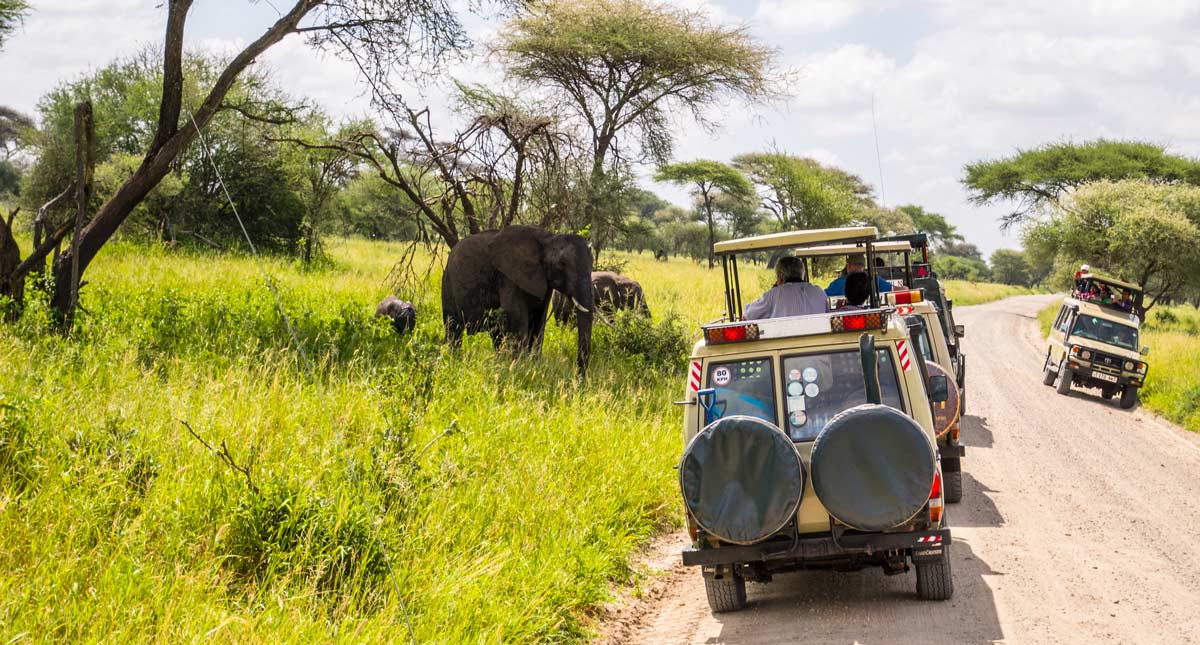 Tanzania Safari