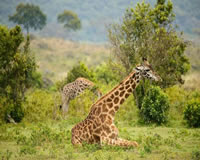 Tanzania Safari