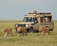 Safari Packages