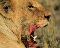 Safari Packages