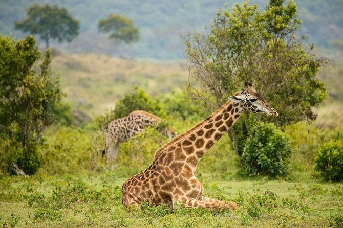 Tanzania Safari