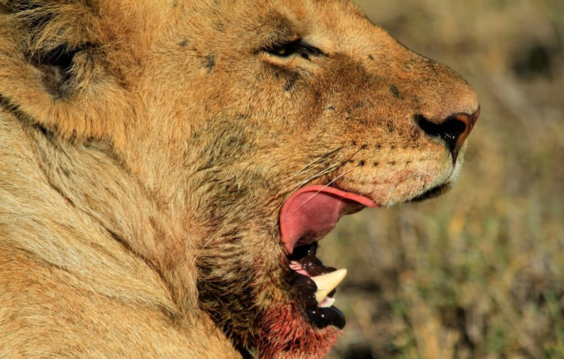 Tanzania Safari