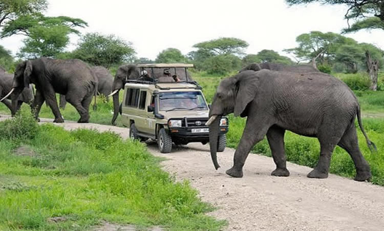 Tanzania Safari
